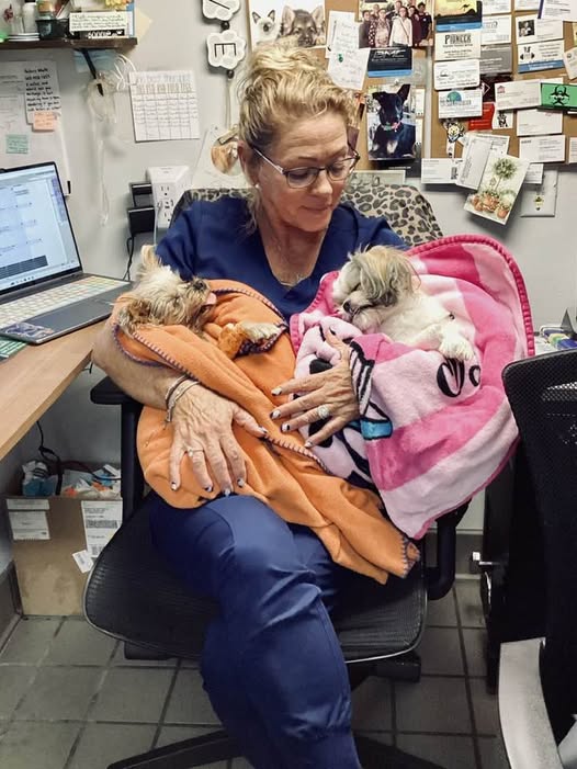 Veterinary staff providing gentle care